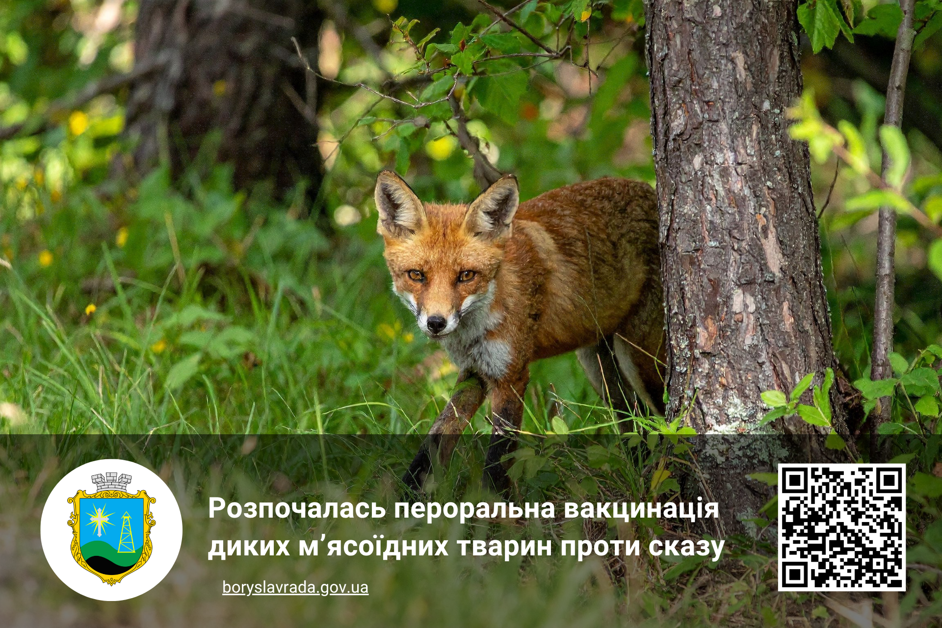 Лисиця в лісі